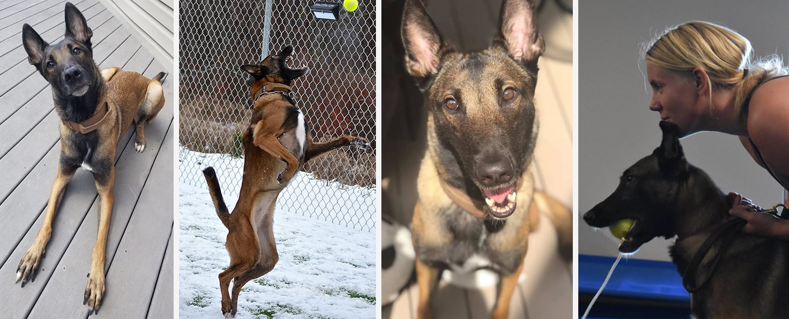 Belgian Malinois: The Hero You Probably Don't Want in Your Home