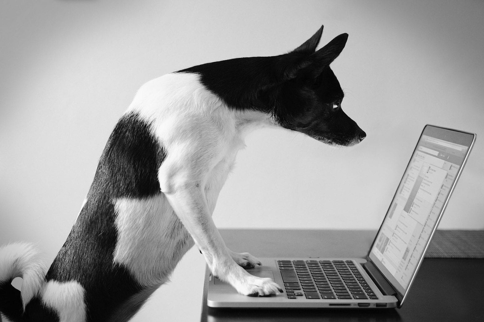 Virtual Dog Training | Paw & Order